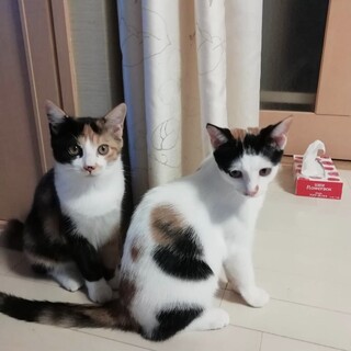 三毛猫姉妹のイトちゃん