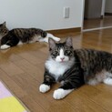 穏やかで甘えん坊の可愛い兄弟猫ちゃん。