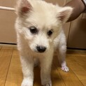 子犬の里親募集です