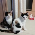 三毛猫姉妹のウキちゃん