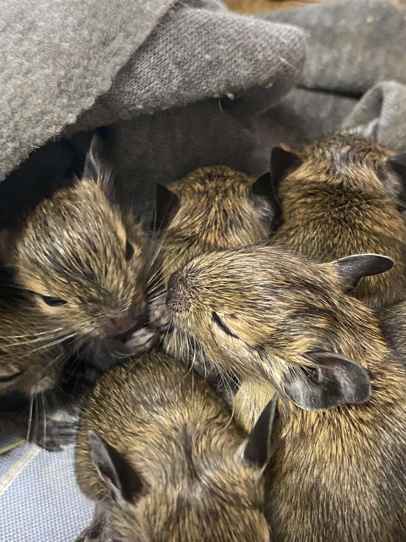 デグー赤ちゃん 12月以降譲渡 福岡県 小動物の里親募集 ペットのおうち 月間利用者150万人