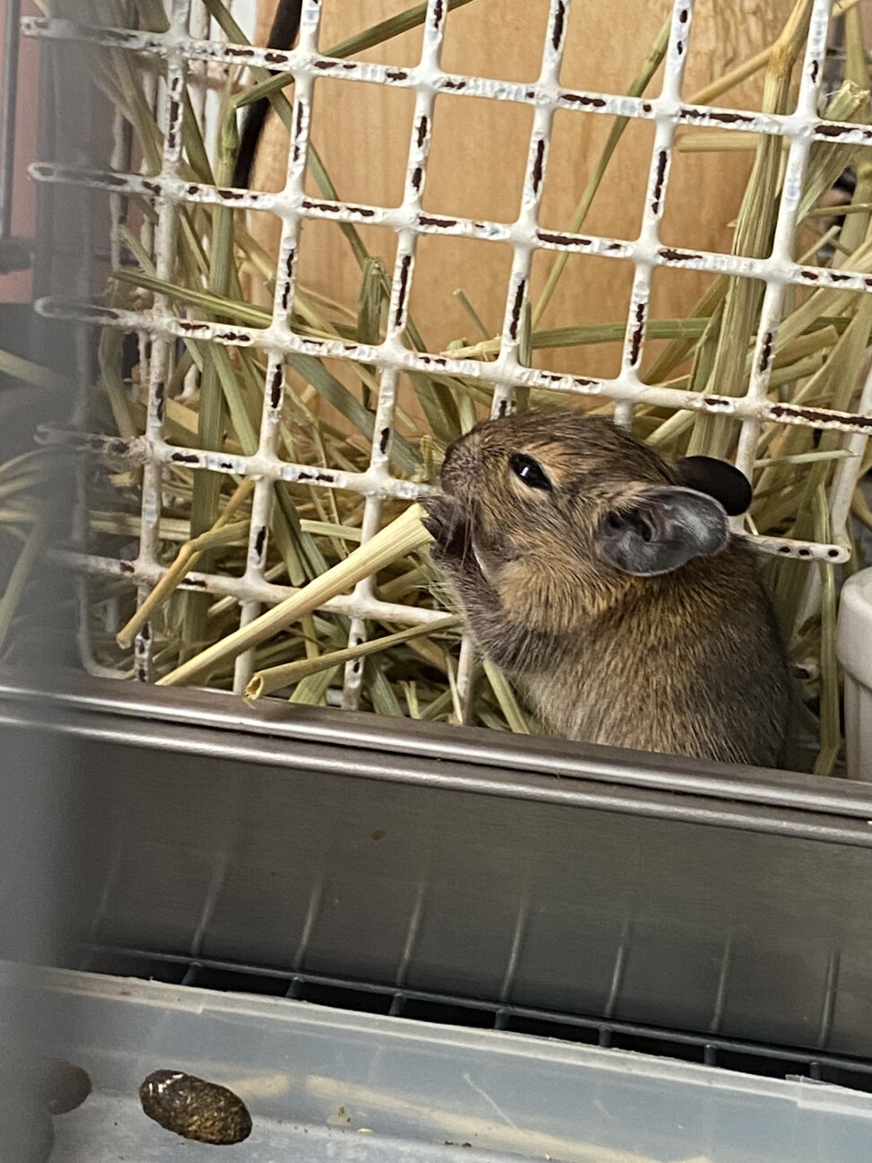 デグー赤ちゃん 12月以降譲渡 福岡県 小動物の里親募集 ペットのおうち 月間利用者150万人