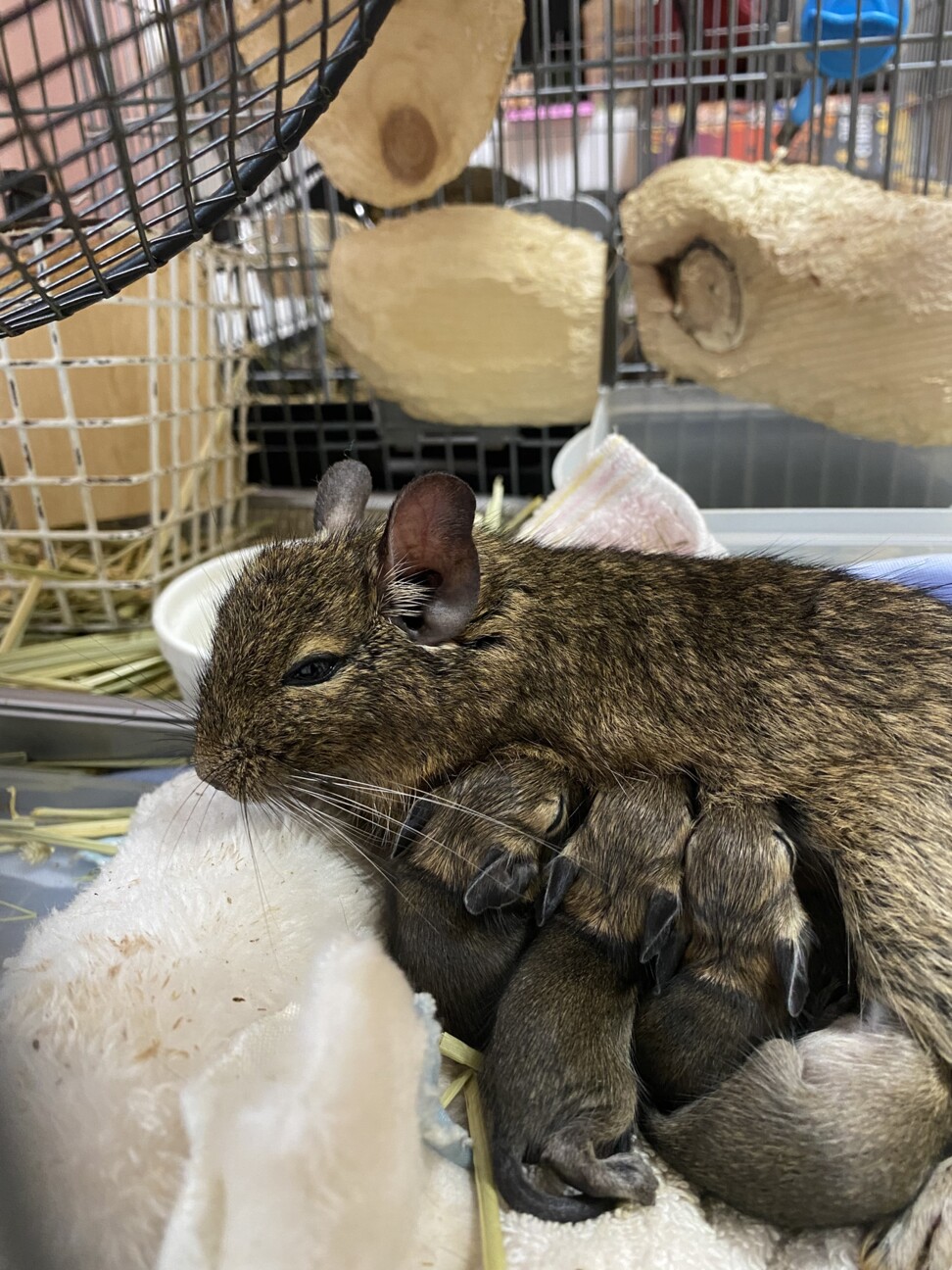 デグー赤ちゃん 12月以降譲渡 福岡県 小動物の里親募集 ペットのおうち 月間利用者150万人