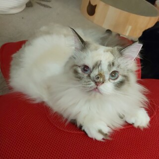 ツンデレ姫のシュシュ