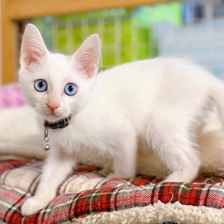 ワンちゃんとも仲良くなれる♪ 元気な子猫ちゃん♪