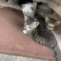 子猫4匹産まれました