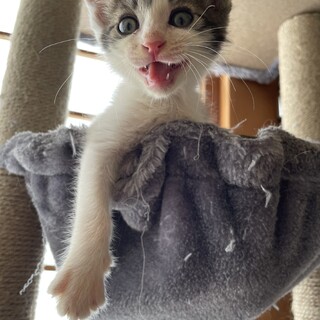 【募集一旦停止中】キジシロのイケメン男の子！