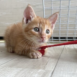 【募集一旦停止中】茶トラのヤンチャ坊主