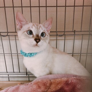 10/3西千葉ෆ⃛シャム風イケにゃんෆ⃛はるとくん