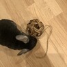 チンチラ　ブラックベルベット　6歳 サムネイル3