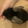 チンチラ　ブラックベルベット　6歳 サムネイル4