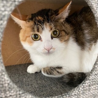 クリクリお目目の美猫さん♡こまちちゃん