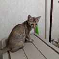 女の子のサビの子猫(5匹の兄妹のうちの1匹目)