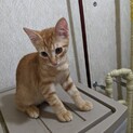 男の子の茶トラの子猫(5匹の兄妹のうちの2匹目)
