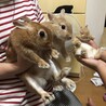 ちょっこたん