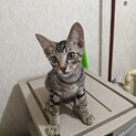 男の子のサバトラの子猫(5匹の兄妹のうちの3匹目)