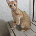男の子の茶トラの子猫(5匹の兄妹のうちの4匹目)