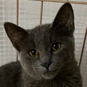 ロシブル風のグレーの猫ちゃん☆ナム君