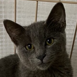 ロシブル風のグレーの猫ちゃん☆ナム君