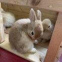 9月初旬産まれネザーランド父血統書有り