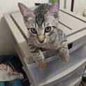 男の子のサバトラの子猫(5匹の兄妹のうちの5匹目)
