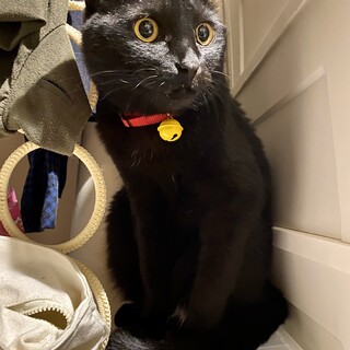 優しい子です。黒猫クリくん