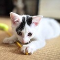 【里親様決定！】保護した子猫の里親様募集！！