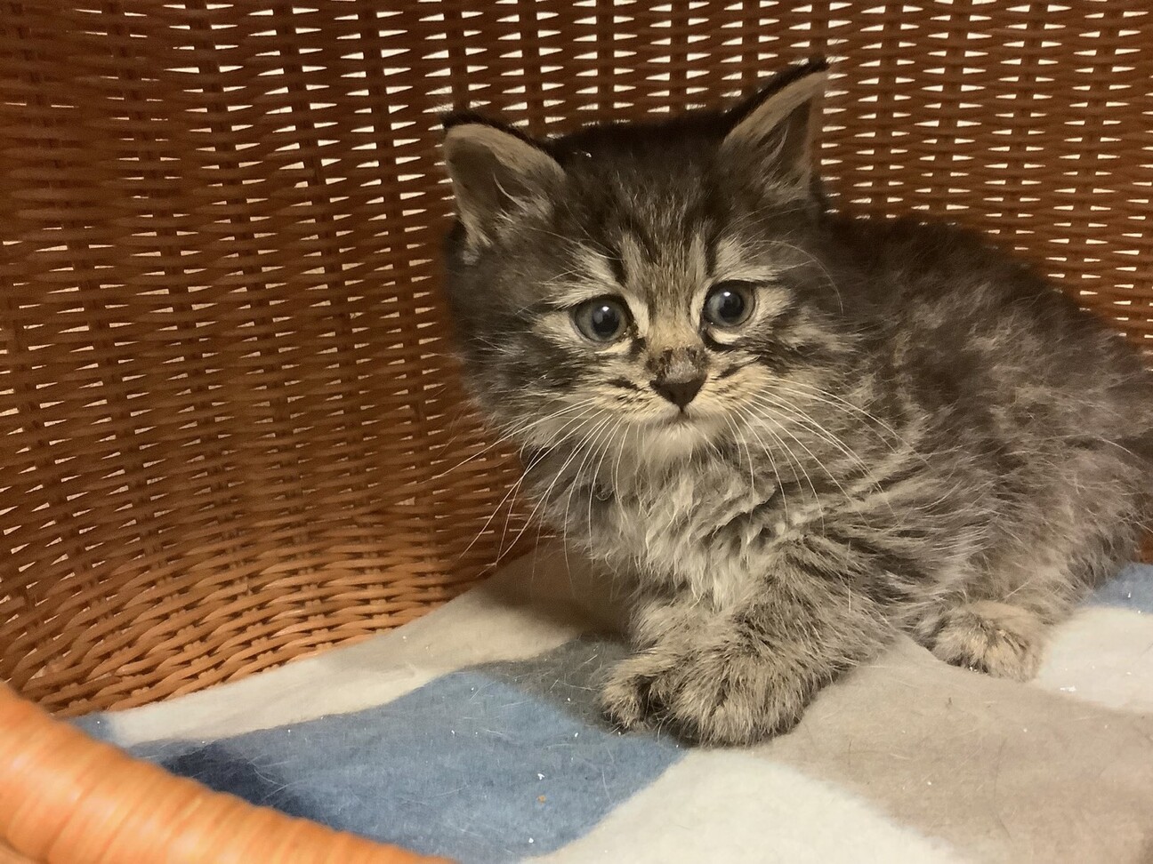6週間 長毛キジ猫（3兄」大阪府 - 猫の里親募集(384911) 1枚目の
