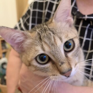 【きじ太郎】おかげさまで里親様が決まりました。