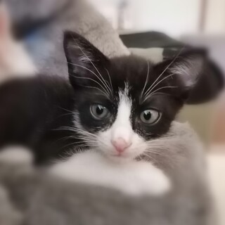 マイペースすぎる、おっとり系ハチワレくん