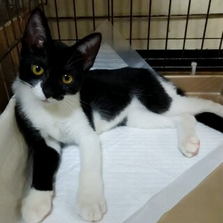 ✨模様がステキ✨マスクをつけた子猫ちゃん