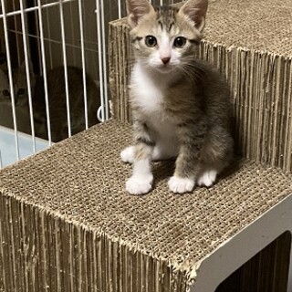 好奇心旺盛なきじ白さん（募集一時停止）