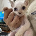 シルクの里親になって下さい。