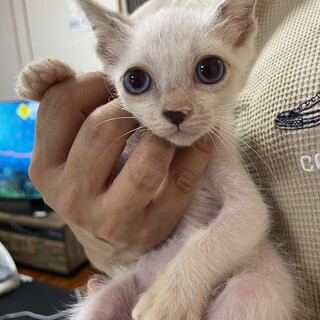 シルクの里親になって下さい。