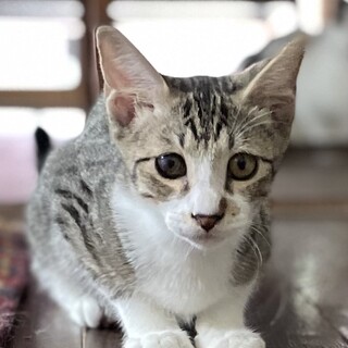 【あまぞん】募集を終了しました