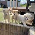 秋田犬パピー「こゆき」ちゃん