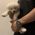 秋田犬パピー「こちろう」くん