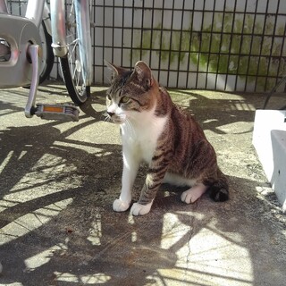 地域ねこさん　生後半年ぐらいの男の子