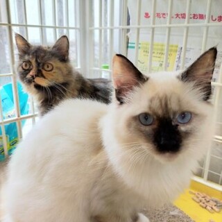 ラグドールのやぎちゃん