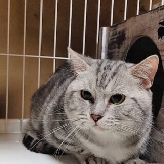 マンチカンの雷電くん