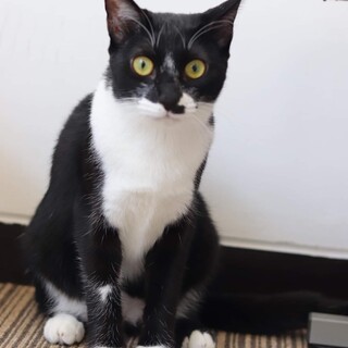 黒白 クーパーちゃん 里親様募集♡