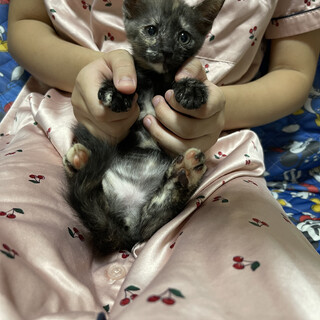 サビ柄だって可愛いんだぞ！！