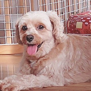 プードルmix翔愛（とあ）くん