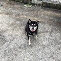 柴犬の女の子　繁殖引退犬