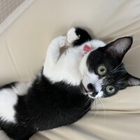 ちょび