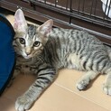 やんちゃなキジトラ男の子