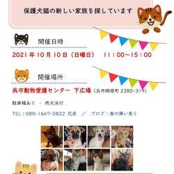 保護犬猫譲渡会