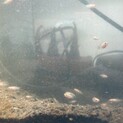 ミッキーマウスプラティ稚魚　里親募集中　残り10匹