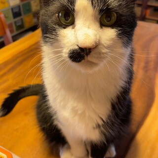 本当は甘えたいけどちょっぴりシャイな「ちょび」君