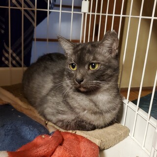 とっても珍しい毛色の「サンゴ」ちゃん